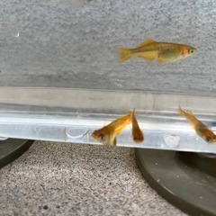 べっ甲メダカ10匹(稚魚)の画像