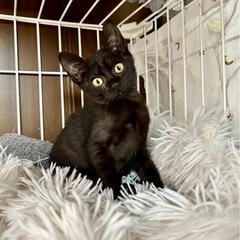 8/3(日)譲渡会⭐︎すんごい甘えたちゃん