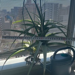 エアープランツ（フレクスオーサ）の画像