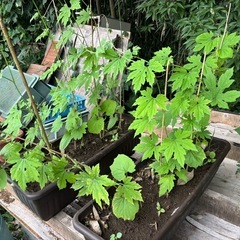 ゴーヤー苗、ヘチマ苗の画像