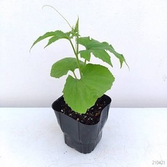 ゴーヤー苗、ヘチマ苗の画像