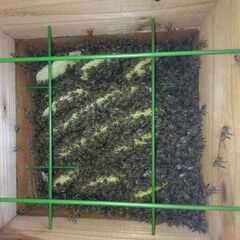 日本蜜蜂　日本ミツバチ 巣箱入り　No1の画像