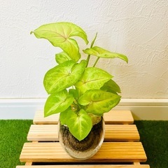 シンゴニウム　ライム　観葉植物　ハイドロカルチャーの画像