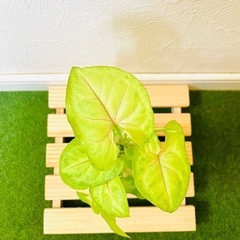 シンゴニウム　ライム　観葉植物　ハイドロカルチャーの画像