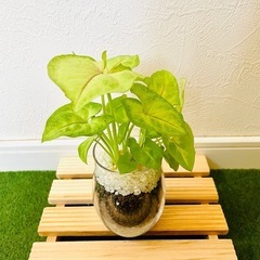 シンゴニウム　ライム　観葉植物　ハイドロカルチャーの画像