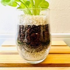 シンゴニウム　ライム　観葉植物　ハイドロカルチャーの画像