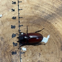 【ブリード済みメス単3頭】メタリフェルフィナエ。フクスクノコギリの画像