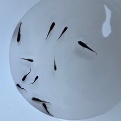 オロチメダカ10匹(稚魚)の画像
