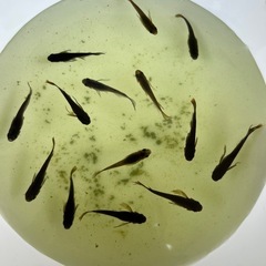 オロチメダカ10匹(稚魚)の画像