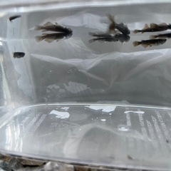 オロチメダカ10匹(稚魚)の画像