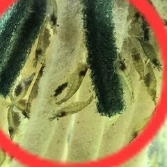 No.16【50匹ｾｯﾄ】ミナミヌマエビ　全て大人ですの画像