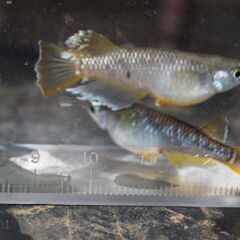 メダカ　フロマージュ稚魚（１㎝前後）　20匹の画像