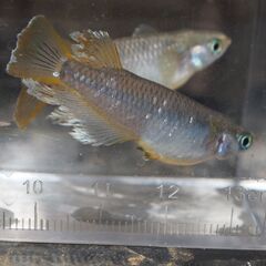 メダカ　フロマージュ稚魚（１㎝前後）　20匹の画像