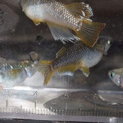 メダカ　フロマージュ稚魚（１㎝前後）　20匹の画像