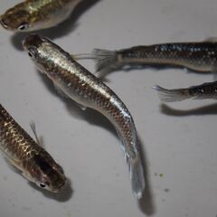メダカ　ミッドナイトフリル対外光稚魚（１㎝前後）15匹の画像