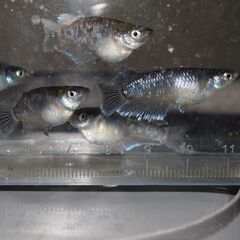 メダカ　ミッドナイトフリル対外光稚魚（１㎝前後）15匹の画像