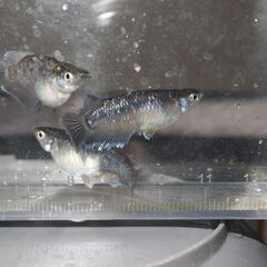 メダカ　ミッドナイトフリル対外光稚魚（１㎝前後）15匹の画像