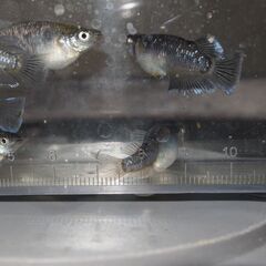 メダカ　ミッドナイトフリル対外光稚魚（１㎝前後）15匹の画像