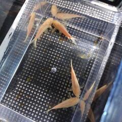 コリドリス アエネテウス アルビノ (白コリ) 4匹の画像