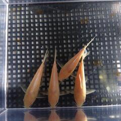 コリドリス アエネテウス アルビノ (白コリ) 4匹の画像