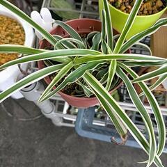 オリヅルラン観葉植物の画像