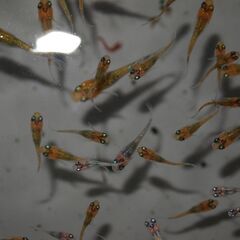 メダカ　夜桜稚魚(1～1.5㎝前後）20匹の画像