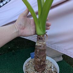 大苗　観葉植物　クワズイモの画像