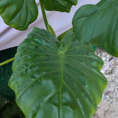 大苗　観葉植物　クワズイモの画像