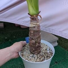 大苗　観葉植物　クワズイモの画像
