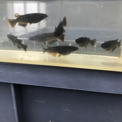 メダカ　漆黒オロチ×サタンオレンジテール　10匹の画像
