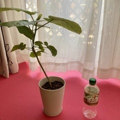 ウンベラータ　鉢ごとの画像