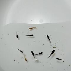 【第5弾】メダカ稚魚　現物の画像