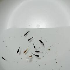 【第5弾】メダカ稚魚　現物の画像