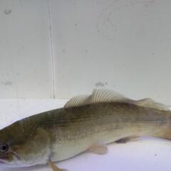 アミアカルヴァ25cm±の画像