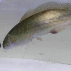 アミアカルヴァ25cm±の画像
