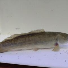 アミアカルヴァ25cm±の画像