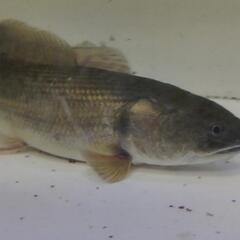 アミアカルヴァ25cm±の画像