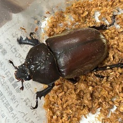 国産カブトムシ５匹（♂3♀2）の画像