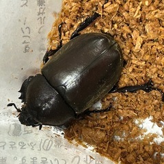 国産カブトムシ５匹（♂3♀2）の画像