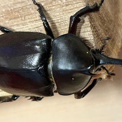 国産カブトムシ５匹（♂3♀2）の画像