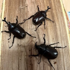 国産カブトムシ５匹（♂3♀2）の画像