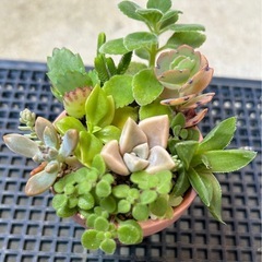 ミニリメイク鉢多肉寄せ植え⓵の画像