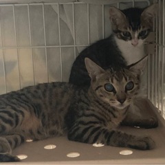 キジシロちゃんとキジトラ兄弟の里親募集します。