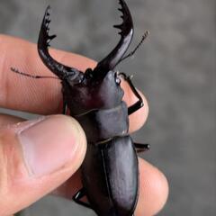 ノコギリクワガタ カブトムシの画像