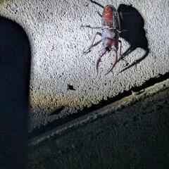 ノコギリクワガタ カブトムシの画像