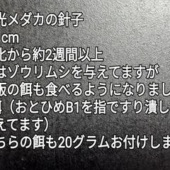 メダカ針子10匹と水草（姫ホテイアオイなど3種）の画像