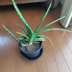 ポンセレンシスの画像