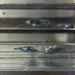 墨武2ペア　産卵中の画像