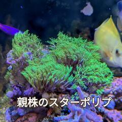 高発色メタリックスターポリプ（ロングタイプ）の画像