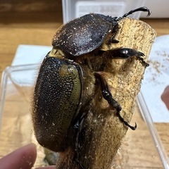 ヘラクレス(メテオ血統)メス単の画像